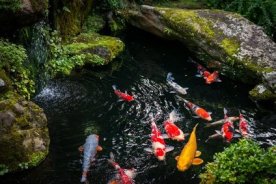 Koi fr Gartenteich