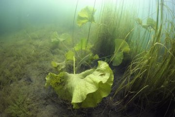 Unterwasserpflanzen für Gartenteich